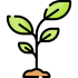 plant (3)
