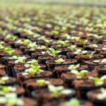 Piantine da orto Orto Mio: Consigli e Tricks per un orto super!