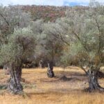 Ulivi Secolari: Consigli e Curiosità su questi Tesori Botanici