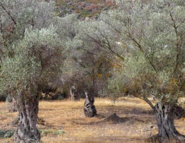 Olive grove showing ancient knotted olive trees growing in dry grass